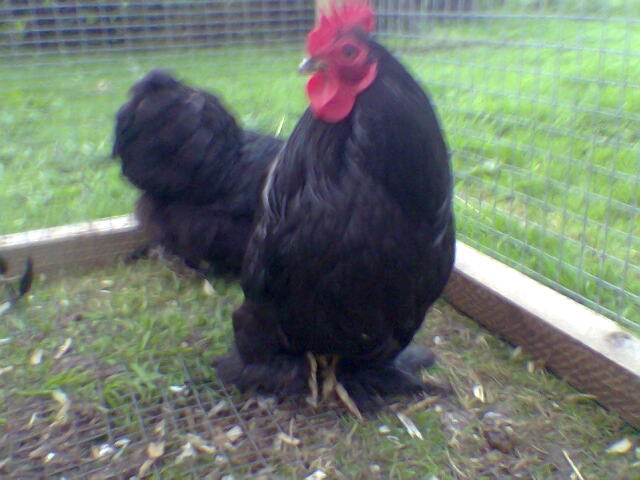 Bantams