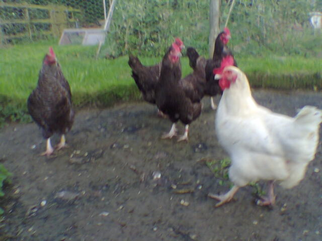 Chickens