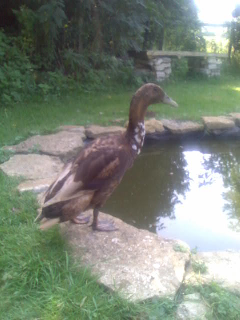 Donald
