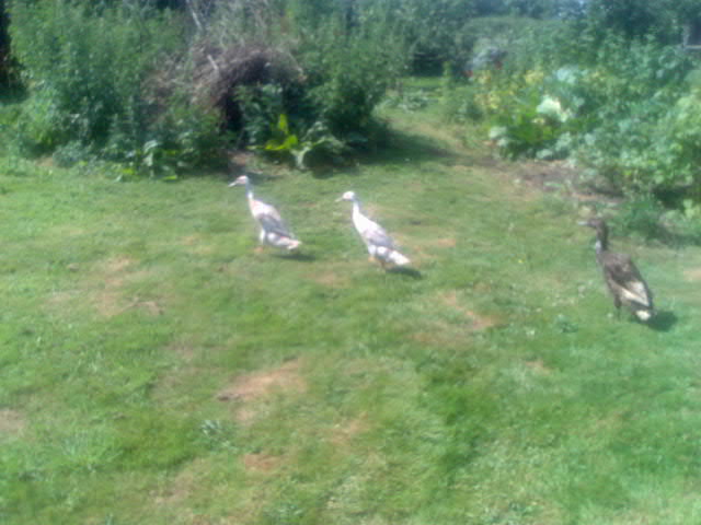 Ducks