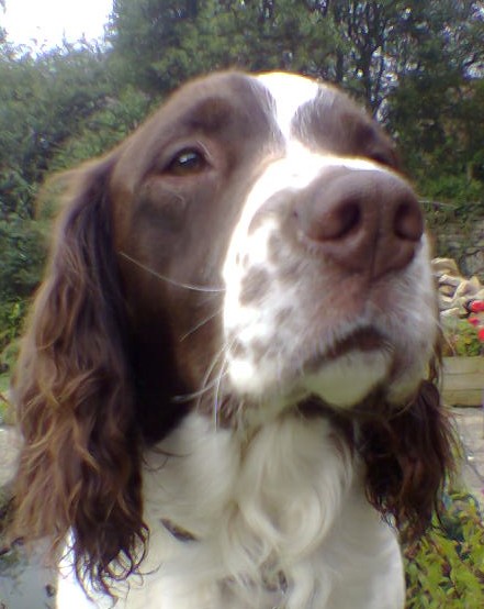 Jasper