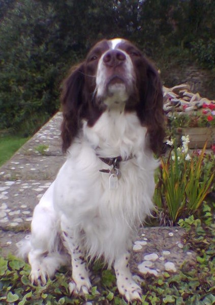 Jasper