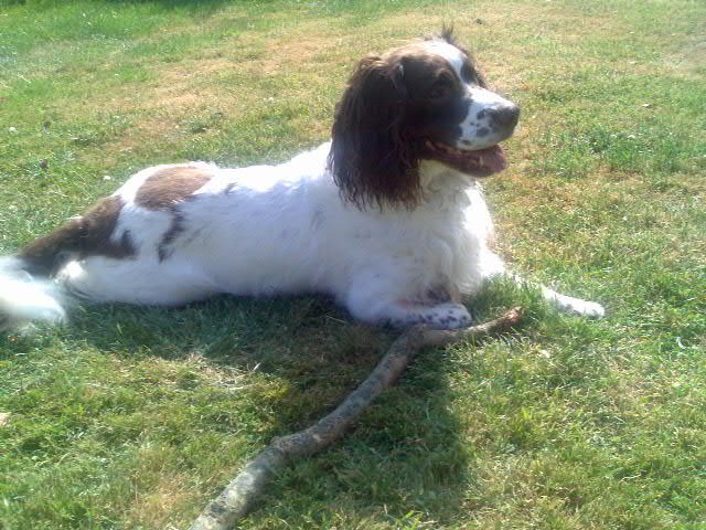 Jasper